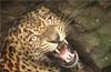 Leopard found in well rescued near Kaup